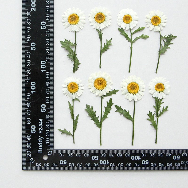 wholesale dry DIY material Dried daisy pressed flowers with stem for resin Nail Art Phone Case candle making decoration