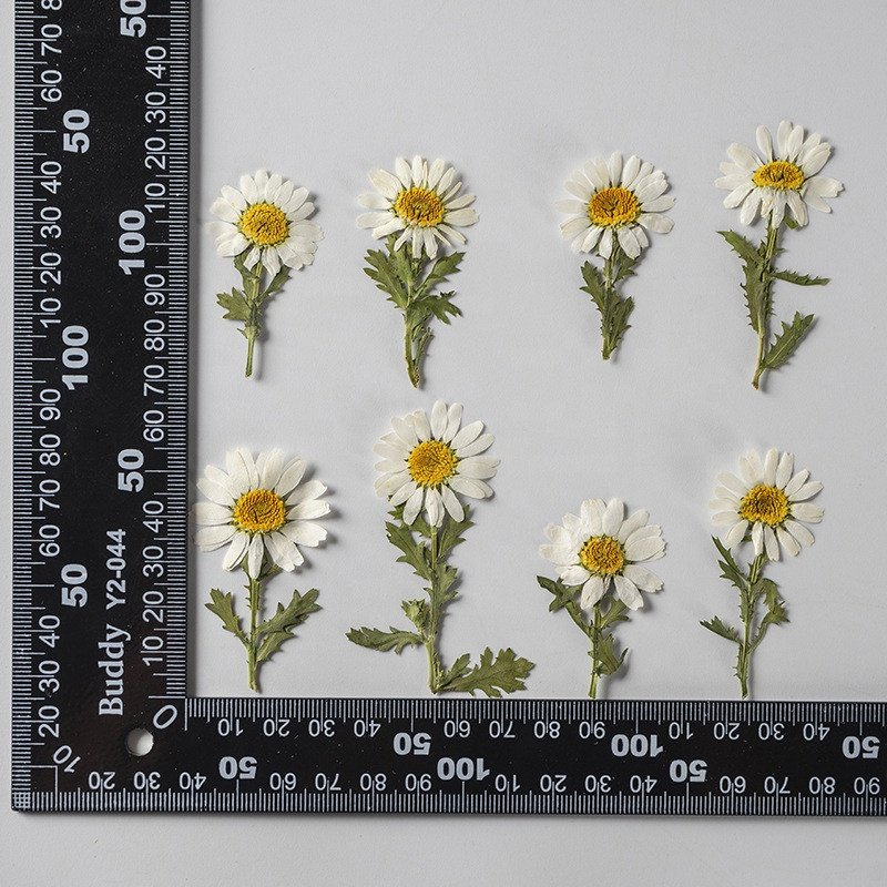 wholesale dry DIY material Dried daisy pressed flowers with stem for resin Nail Art Phone Case candle making decoration