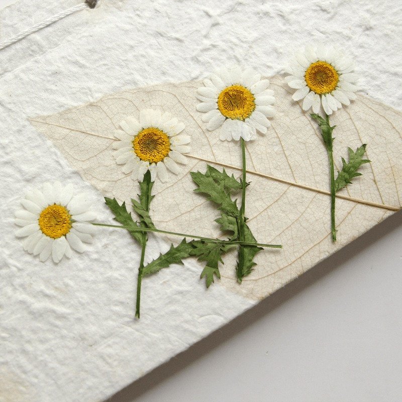 wholesale dry DIY material Dried daisy pressed flowers with stem for resin Nail Art Phone Case candle making decoration
