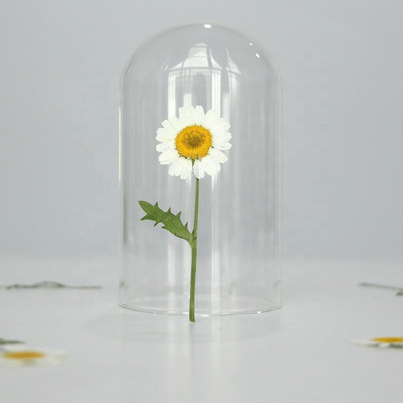 wholesale dry DIY material Dried daisy pressed flowers with stem for resin Nail Art Phone Case candle making decoration