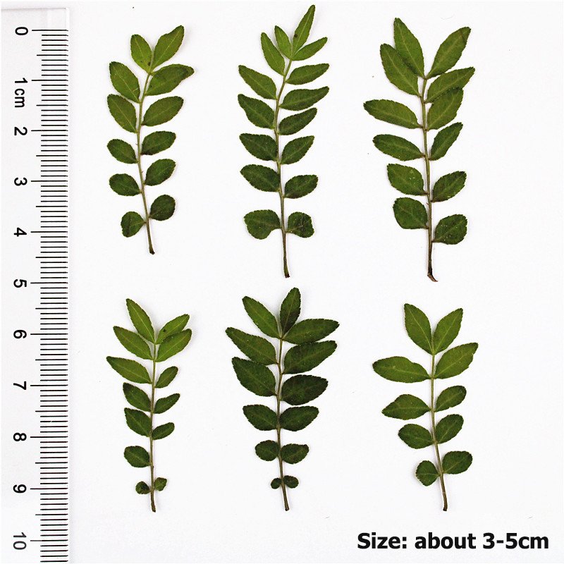 Pressed dried natural color leaves for flower arrangement decoration Chinese prickly ash leaves