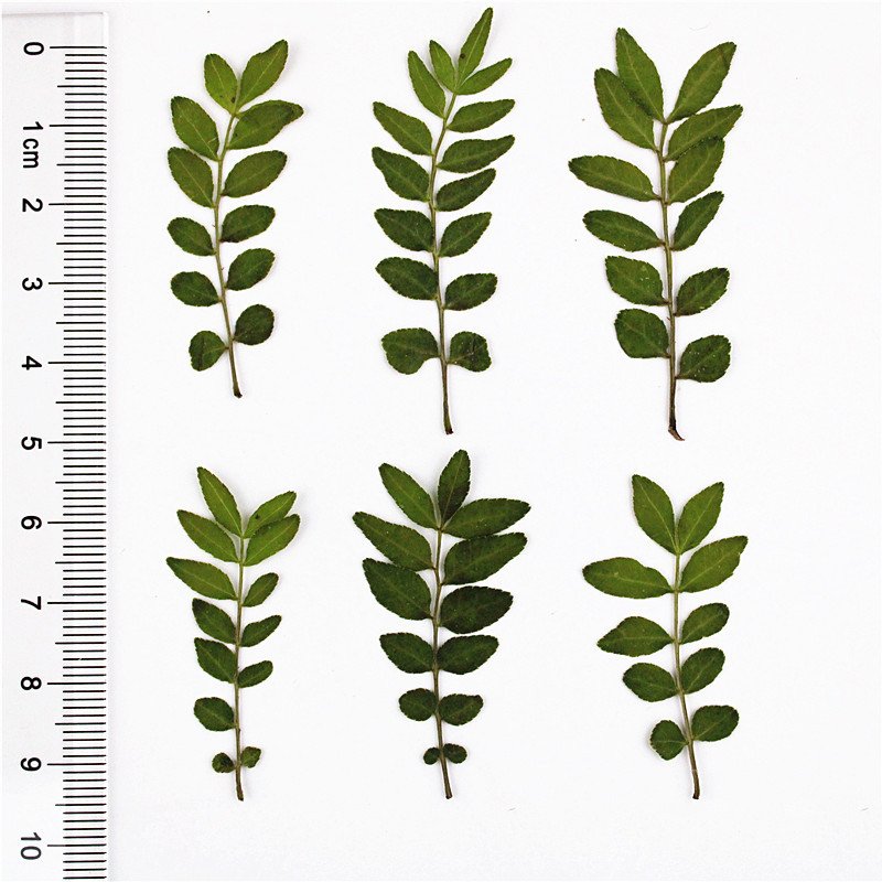 Pressed dried natural color leaves for flower arrangement decoration Chinese prickly ash leaves