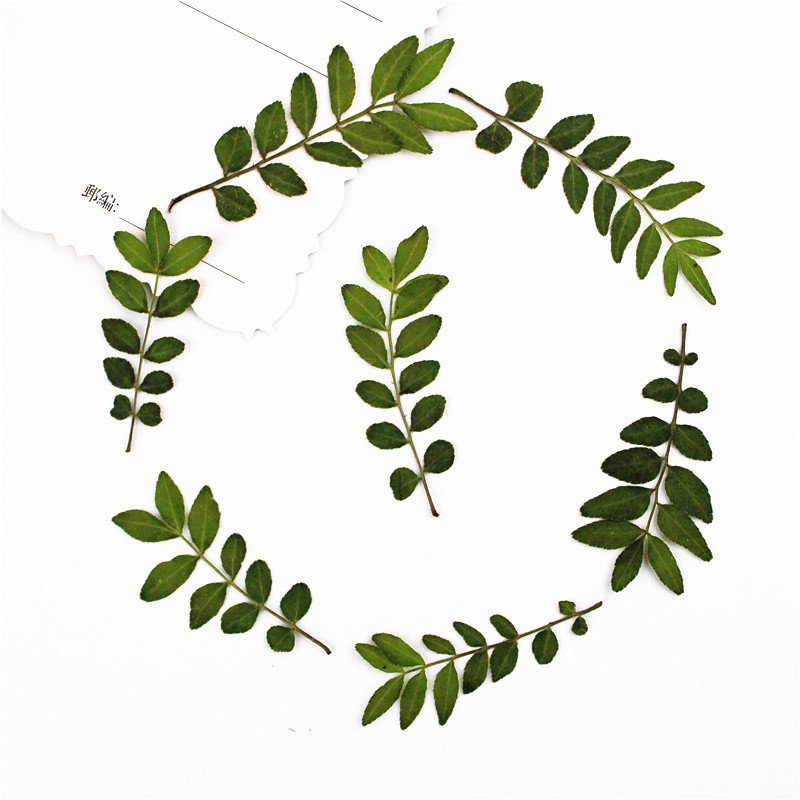 Pressed dried natural color leaves for flower arrangement decoration Chinese prickly ash leaves