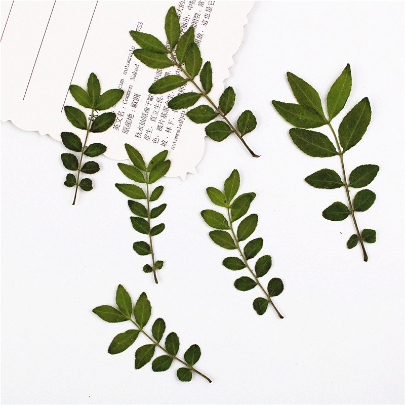 Pressed dried natural color leaves for flower arrangement decoration Chinese prickly ash leaves