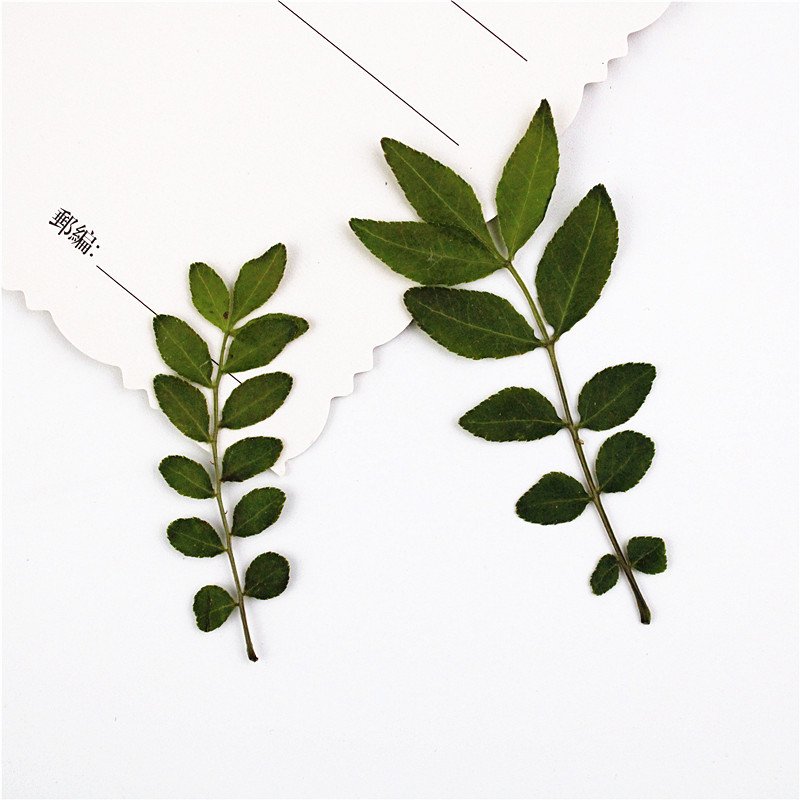 Pressed dried natural color leaves for flower arrangement decoration Chinese prickly ash leaves