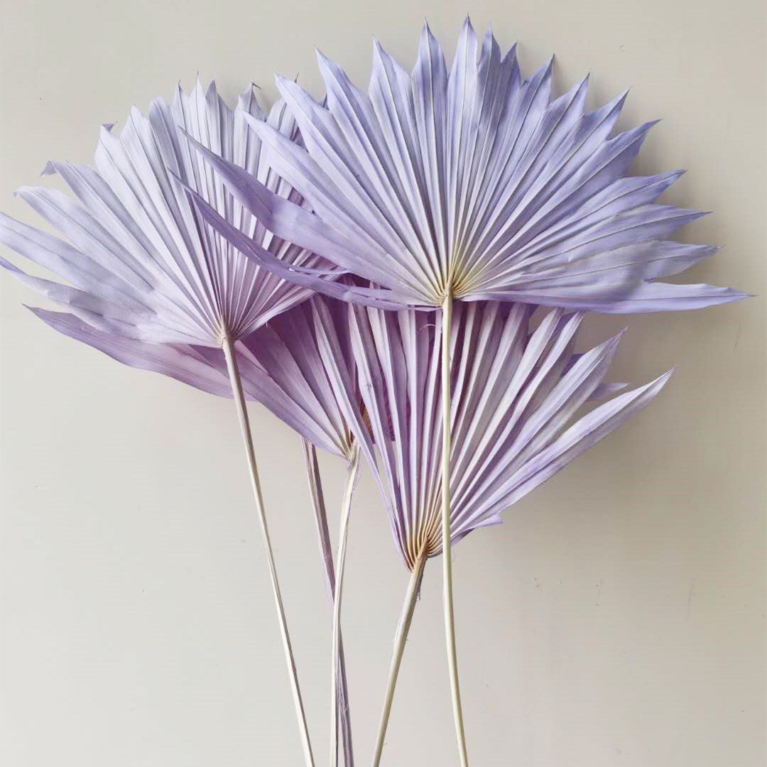 Beautiful Colorful Preserved Palm Leaves Dried Flower Decoration Mini Fern Dried Palm