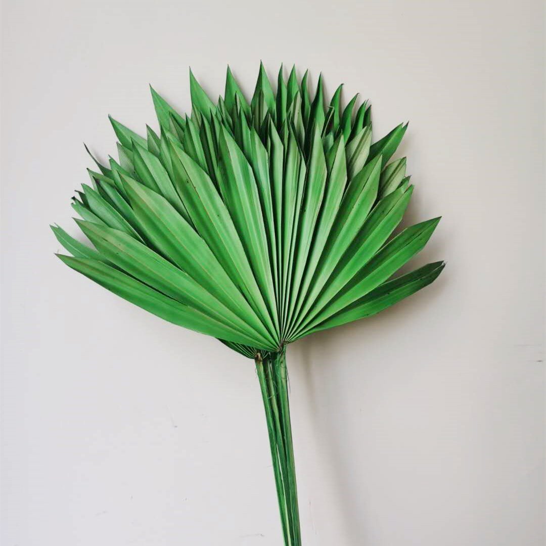 Beautiful Colorful Preserved Palm Leaves Dried Flower Decoration Mini Fern Dried Palm