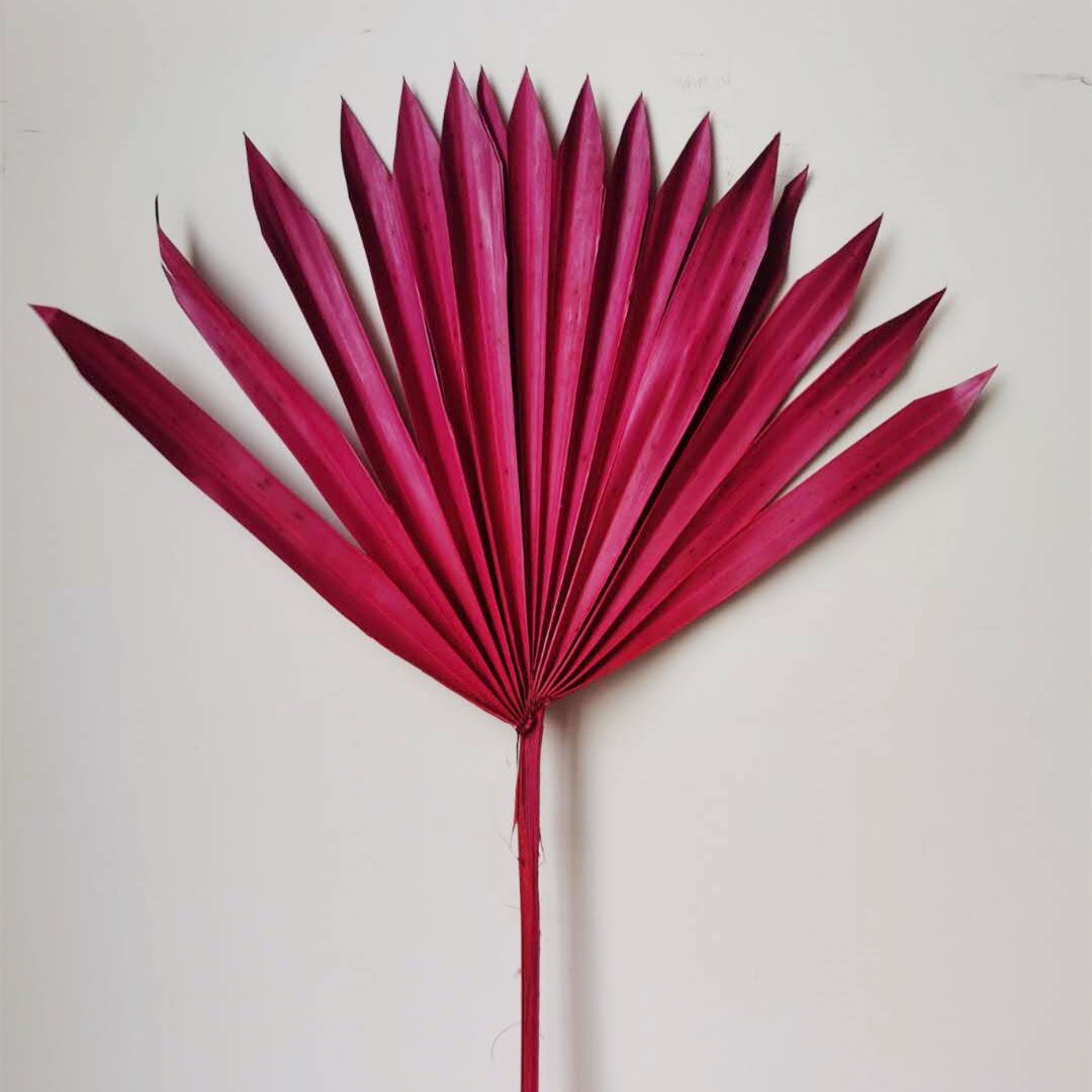 Beautiful Colorful Preserved Palm Leaves Dried Flower Decoration Mini Fern Dried Palm
