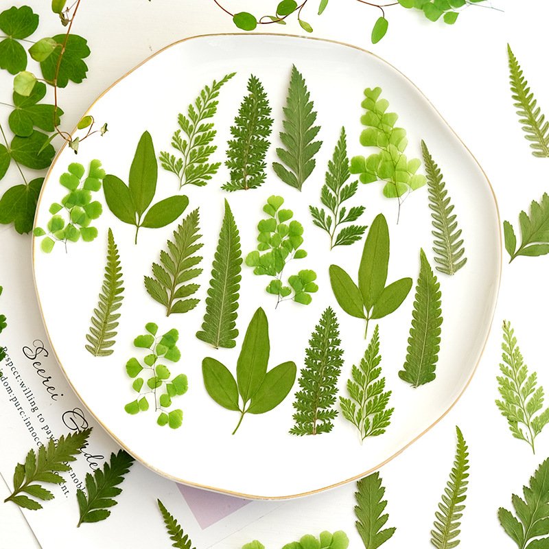Fern Leaf Plant Specimen Embossed Dried Flower Handmade Pressed Flower Leaf Grass Green Leaf Material Package