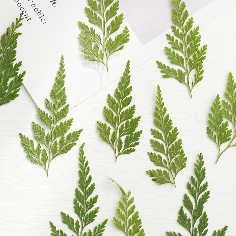 Fern Leaf Plant Specimen Embossed Dried Flower Handmade Pressed Flower Leaf Grass Green Leaf Material Package
