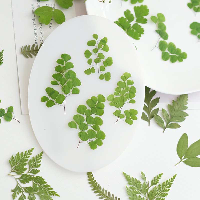 Fern Leaf Plant Specimen Embossed Dried Flower Handmade Pressed Flower Leaf Grass Green Leaf Material Package