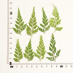 Fern-001