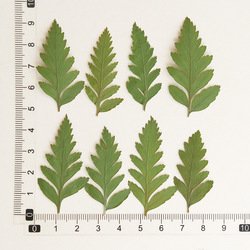 Fern-002