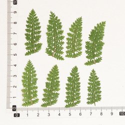 Fern-003