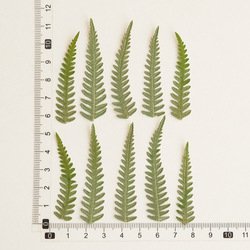 Fern-004