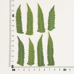 Fern-005
