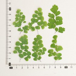 Fern-006