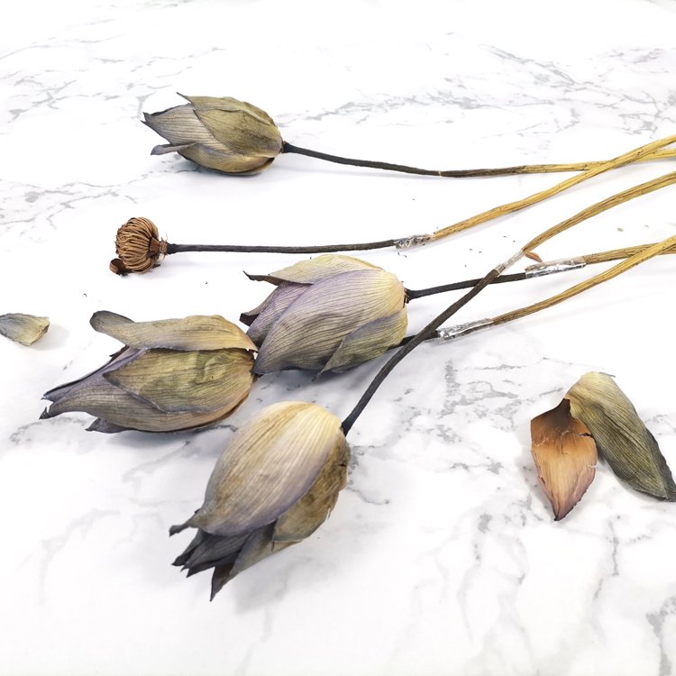 SumFlora Yunnan wholesale natural plant long lasting dry flowers dried lotus for decoration