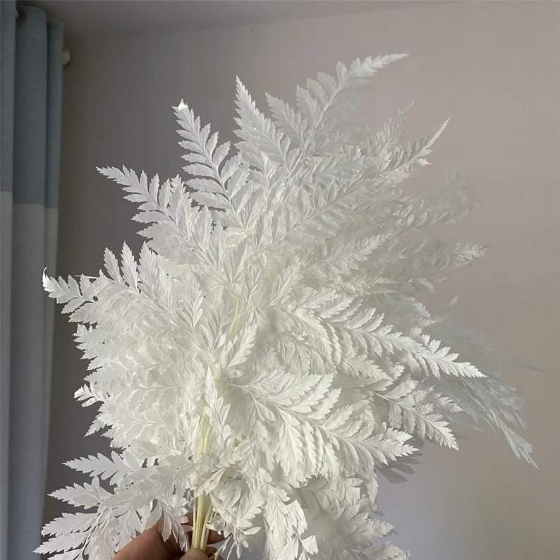 High Quality Real Preserved Flower Natural Dried Fern Leaf Dried Flowers For Decoration