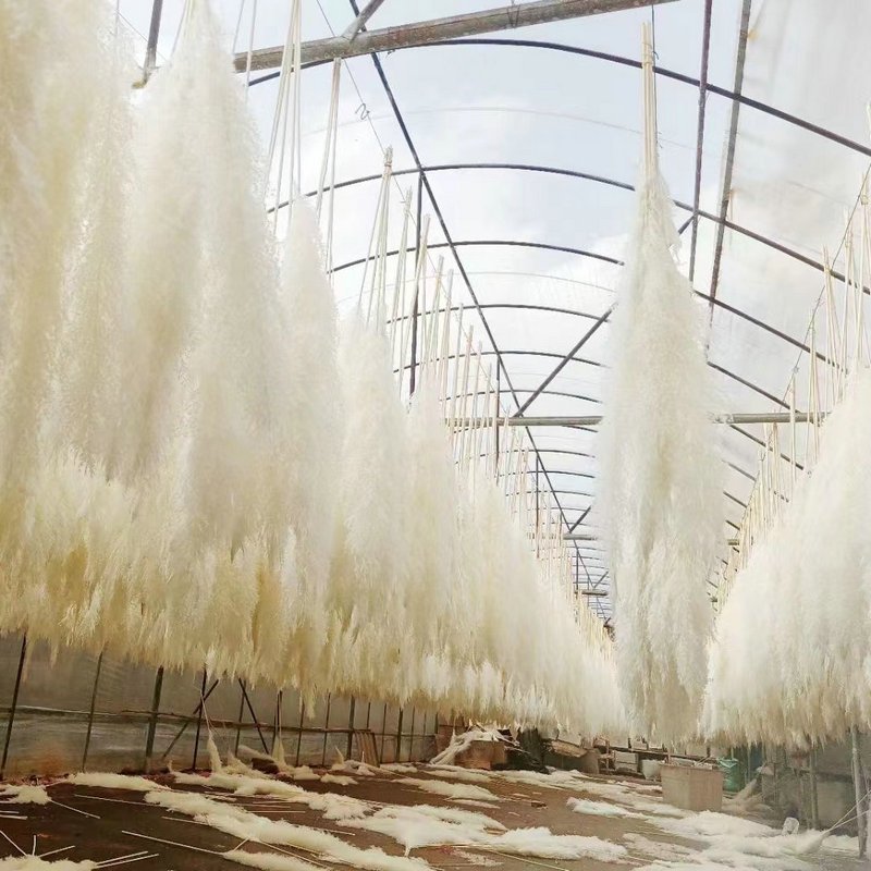 Hot Selling Dried Natural Flowers 120cm Long Preserved Dry Large Fluffy Pampas Grass for Wedding Home Decoration