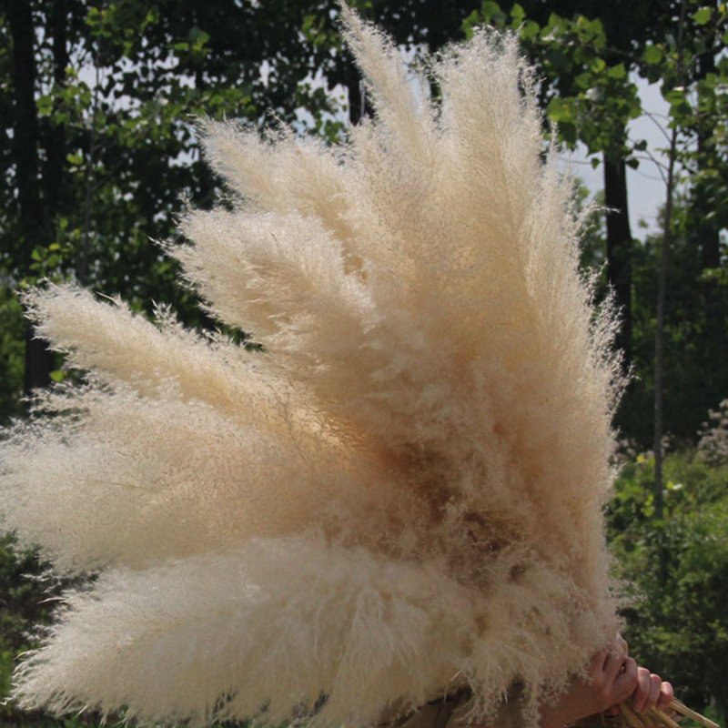 Hot Selling Dried Natural Flowers 120cm Long Preserved Dry Large Fluffy Pampas Grass for Wedding Home Decoration