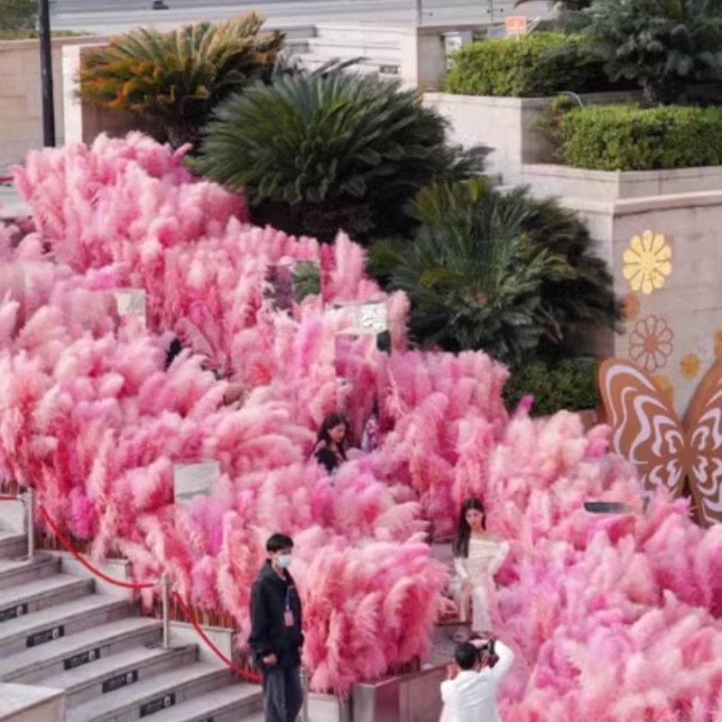 G15 Home Decoration Customized Tall Reeds Natural BunnyTail Reeds Pampas Grass Dried Flower Bouquet Pink Pampas Grass Large