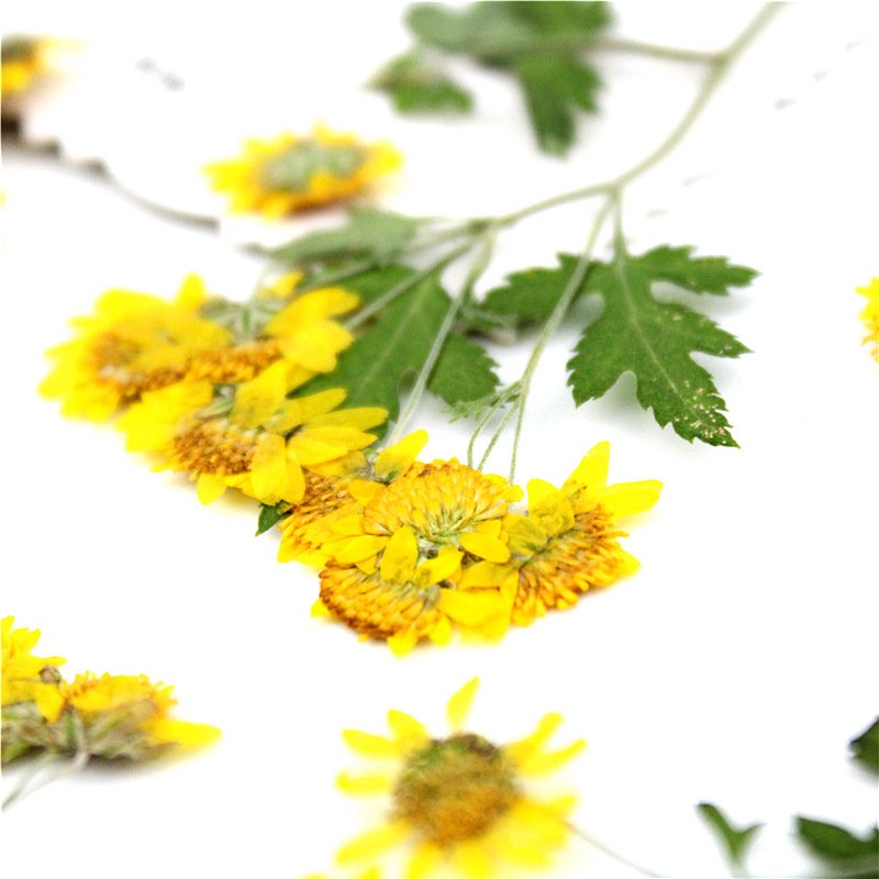Wild Chrysanthemum Dried Flower Compression Flower Pressed Decorative Preserved Dry Flower