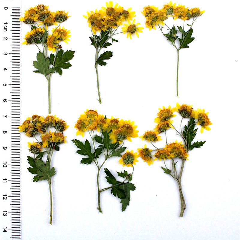 Wild Chrysanthemum Dried Flower Compression Flower Pressed Decorative Preserved Dry Flower
