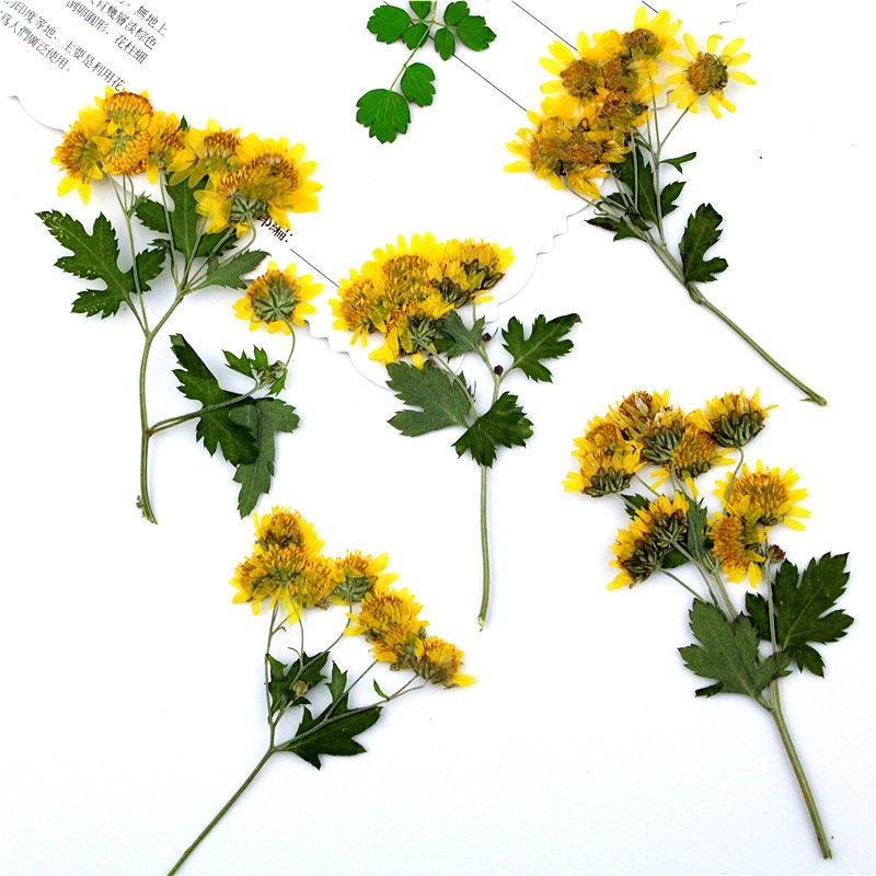 Wild Chrysanthemum Dried Flower Compression Flower Pressed Decorative Preserved Dry Flower