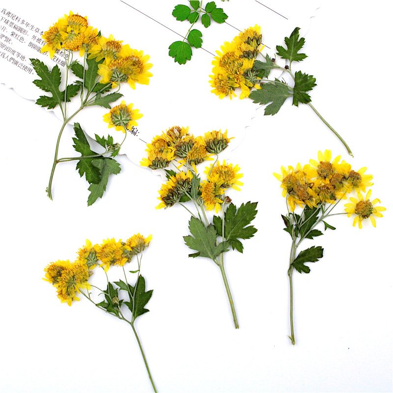 Wild Chrysanthemum Dried Flower Compression Flower Pressed Decorative Preserved Dry Flower