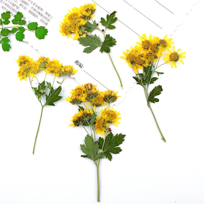 Wild Chrysanthemum Dried Flower Compression Flower Pressed Decorative Preserved Dry Flower