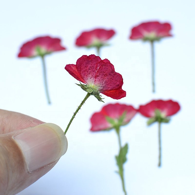 Roses Pressed Flowers Epoxy Dried Flowers New Fashion New Year Decorative Flowers &amp Wreaths Real Plants Fashional