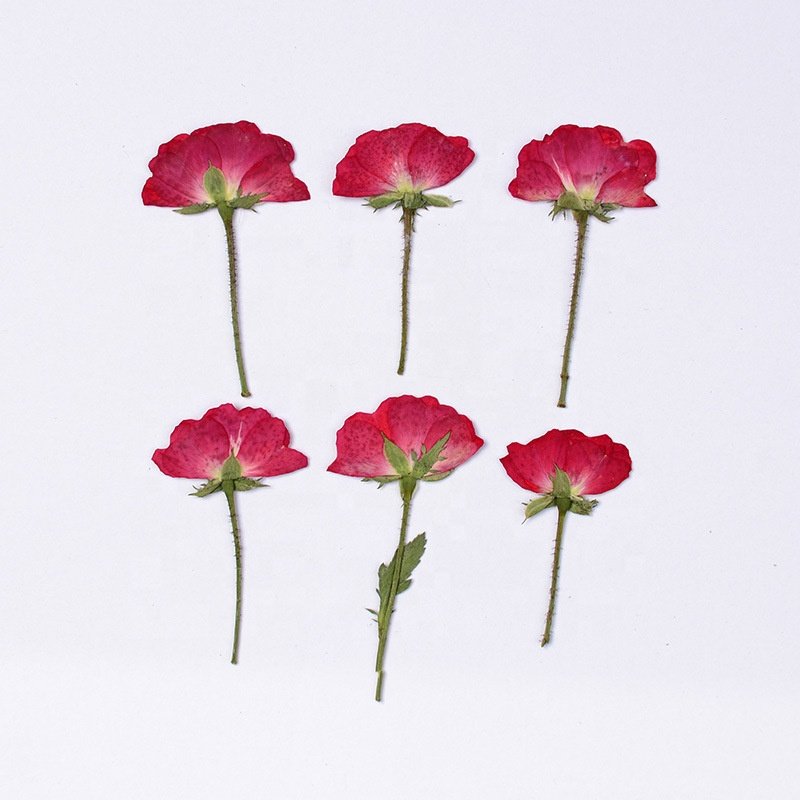 Roses Pressed Flowers Epoxy Dried Flowers New Fashion New Year Decorative Flowers &amp Wreaths Real Plants Fashional