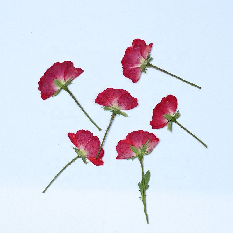 Roses Pressed Flowers Epoxy Dried Flowers New Fashion New Year Decorative Flowers &amp Wreaths Real Plants Fashional