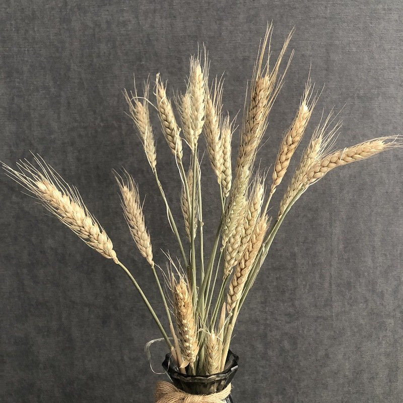 Factory Wholesale High Quality Natural Wheat Bouquet Real Wheat Ears Dried Flowers Bouquet Plants Decorations Home
