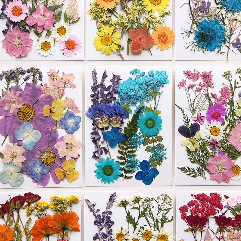 Wholesale Dry Mixed Pressed Flower For Resin Crafts Art Natural Real Dried Flowers