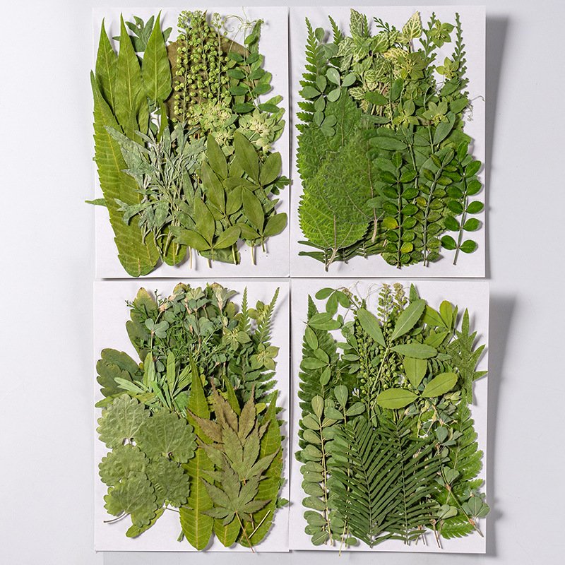 Wholesale Dry Mixed Pressed Flower For Resin Crafts Art Natural Real Dried Flowers
