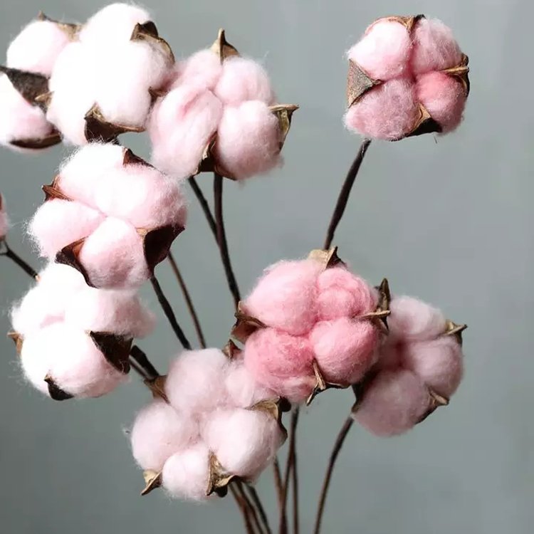 SumFlora Most Popular Natural Dried Flower Cotton Flower Head for Shooting Props Wholesale