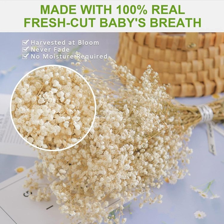 Wholesale Home Decorative Baby Breath Flowers Natural Preserved Gypsophila Flower Dried