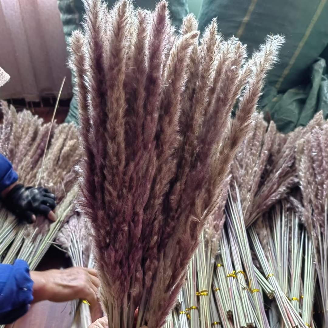 BOHO Natural Pampas Grass Small Reed Dried Flower Decoration for Wedding Decor