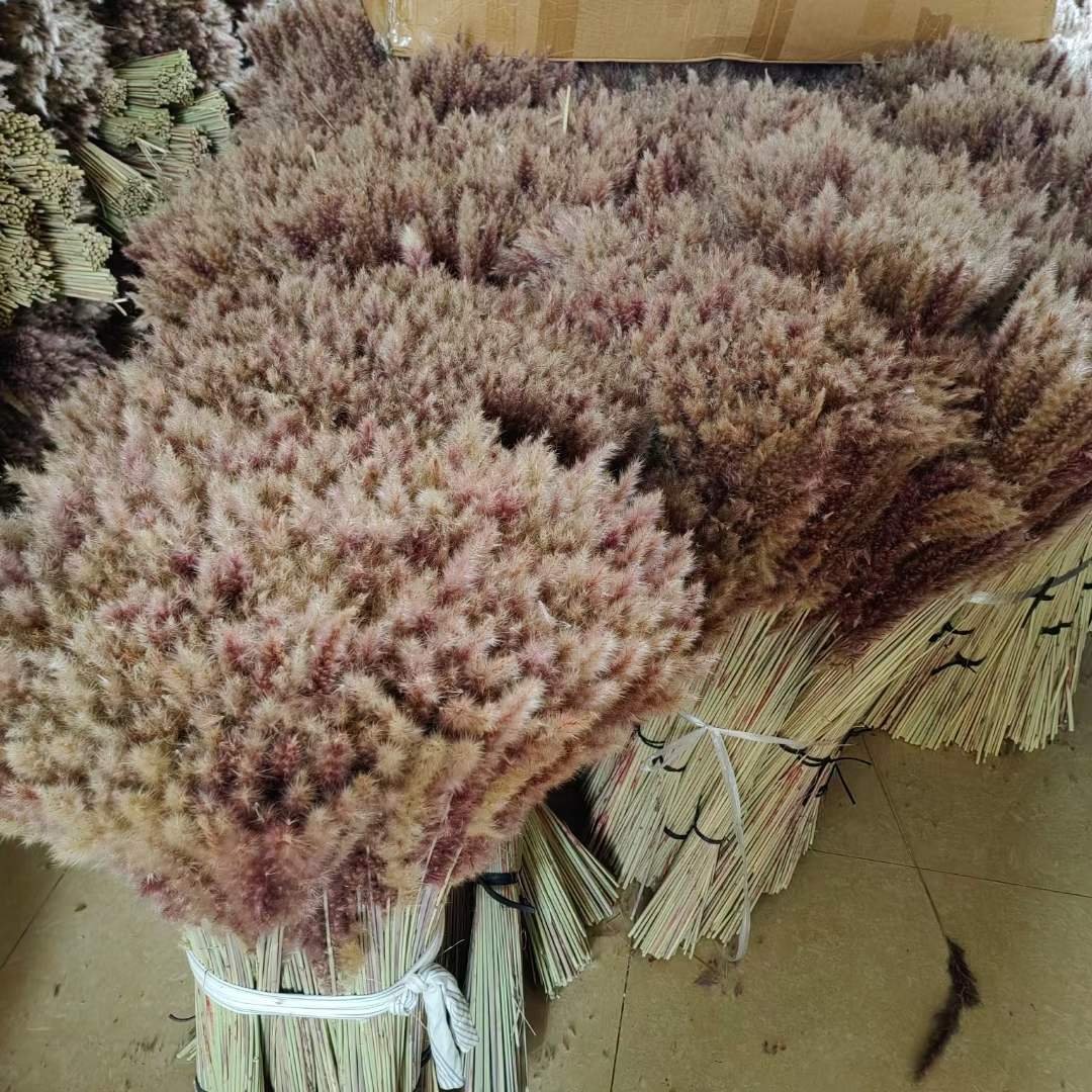 BOHO Natural Pampas Grass Small Reed Dried Flower Decoration for Wedding Decor