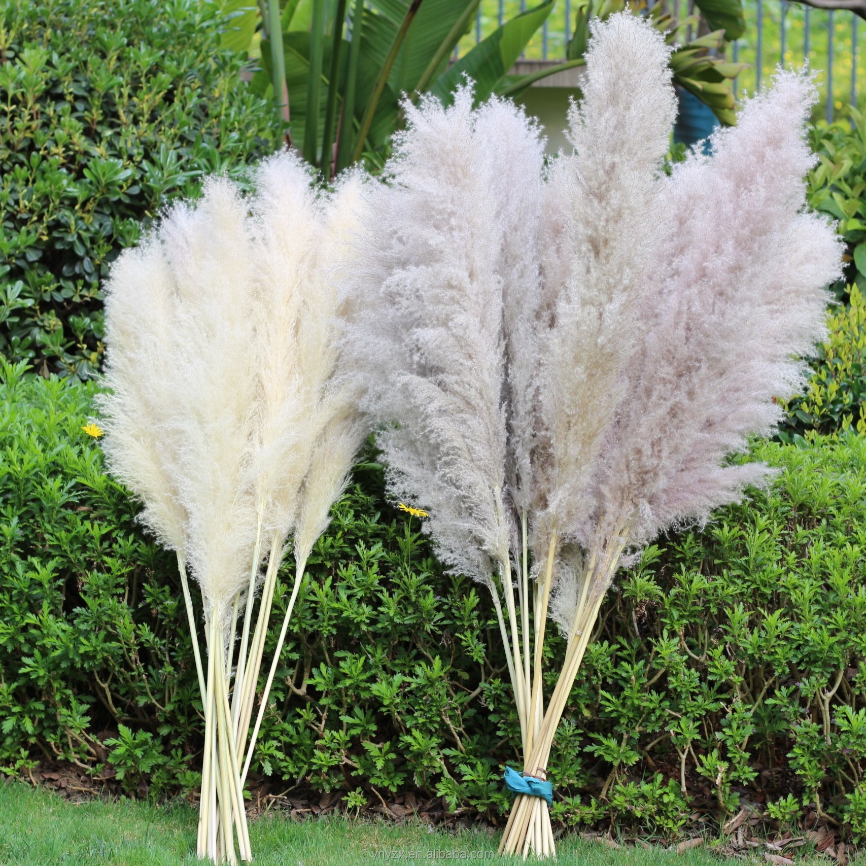 wholesales Pampas Grass 120cm For Decoration fluffy reed large tall dried flowers pampas grass white pampas