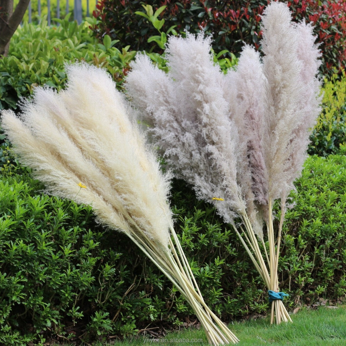wholesales Pampas Grass 120cm For Decoration fluffy reed large tall dried flowers pampas grass white pampas