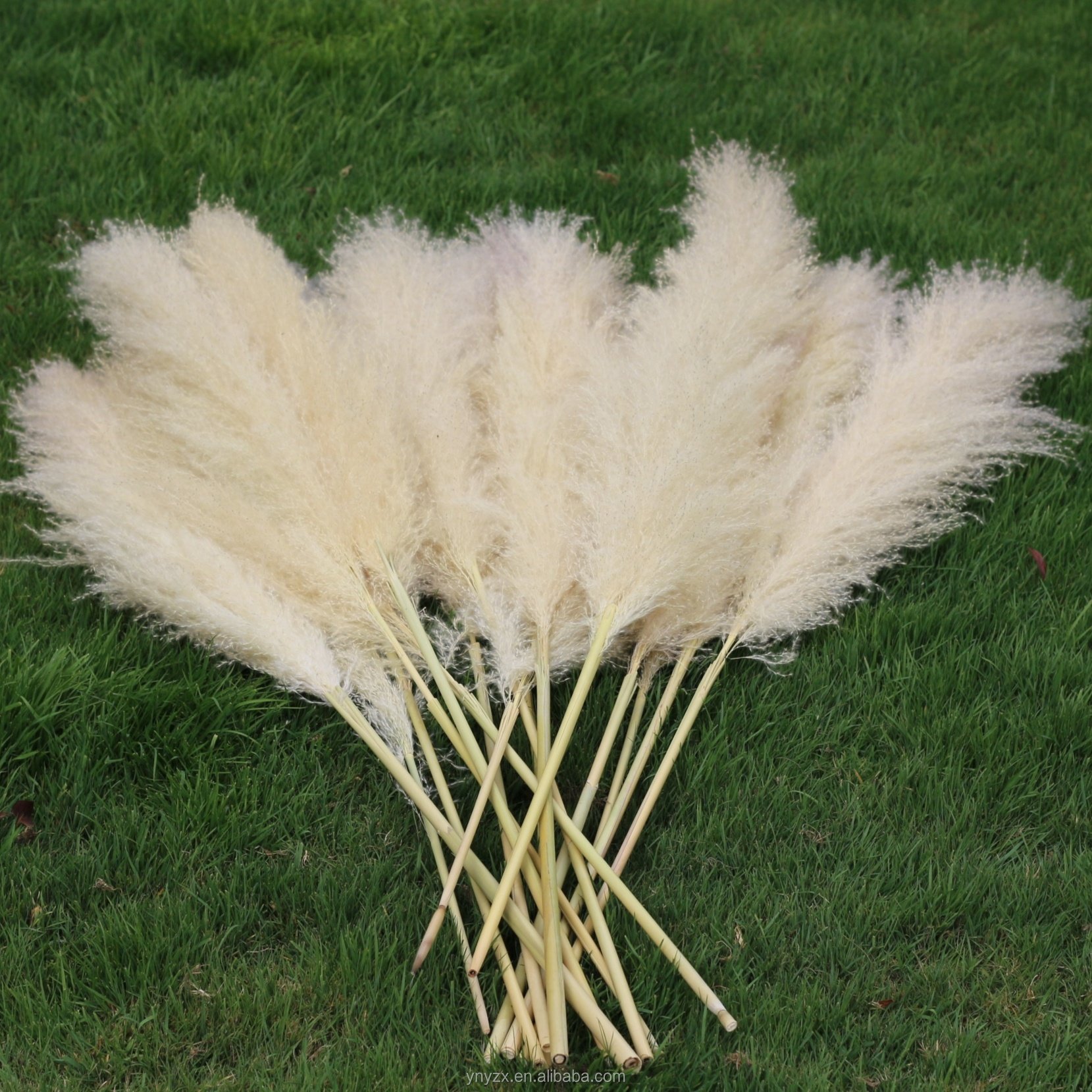 wholesales Pampas Grass 120cm For Decoration fluffy reed large tall dried flowers pampas grass white pampas