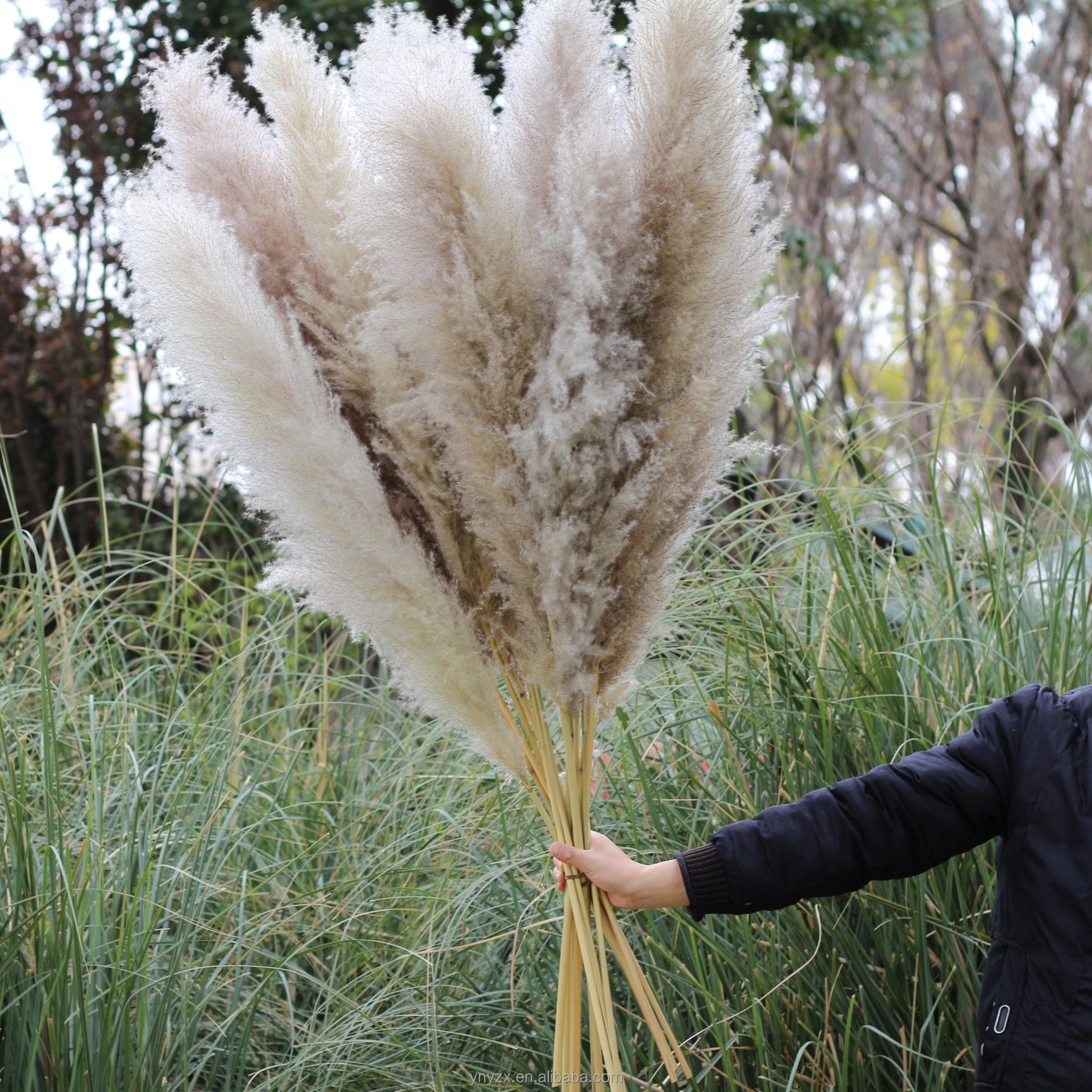 wholesales Pampas Grass 120cm For Decoration fluffy reed large tall dried flowers pampas grass white pampas