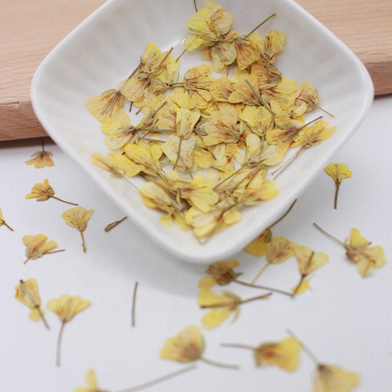 MNR1961 Wholesale Best Selling DIY Craft Dry Pressed Real Flower Dried Pressed Flowers