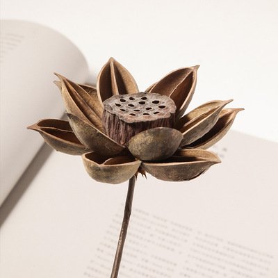 High Quality Factory Direct Price Natural Real Dried Flowers Lotus Fruit For Home Decor Lotus Flower