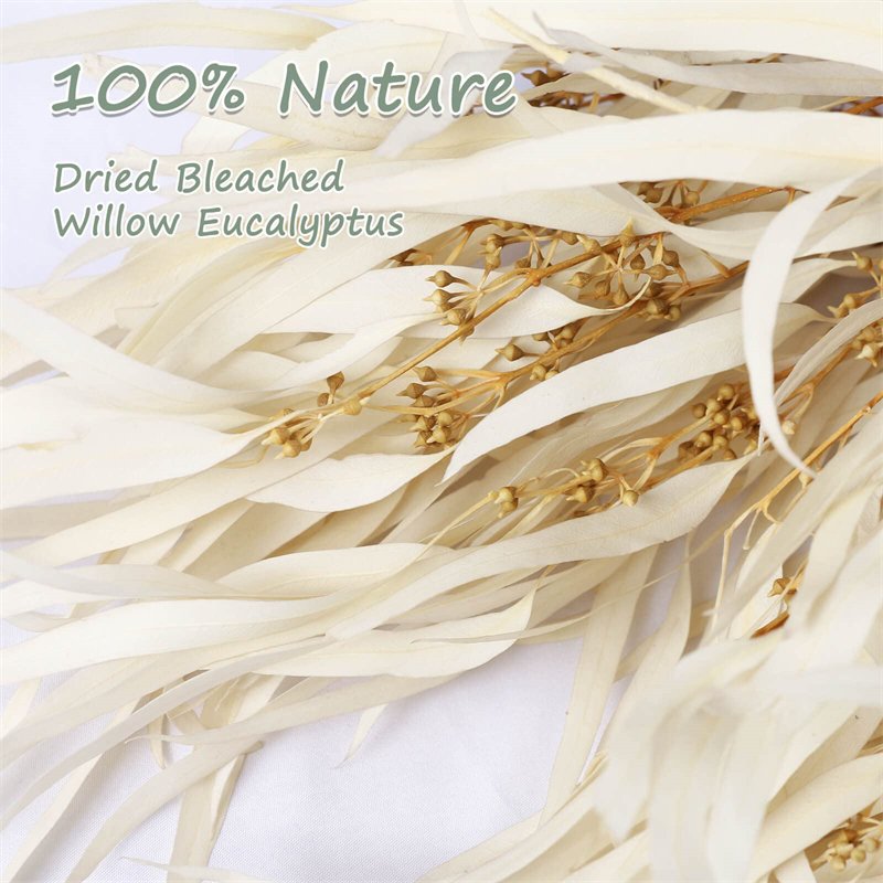 Wholesale Natural Preserved Bleached Seeded Eucalyptus Leaves Bundles Dried Real White Eucalyptus