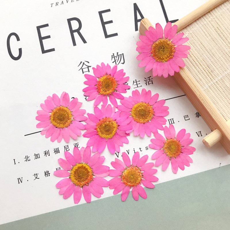 Customized Multi-color Pressed Daisy Dried Flower DIY Material Daisy Flower