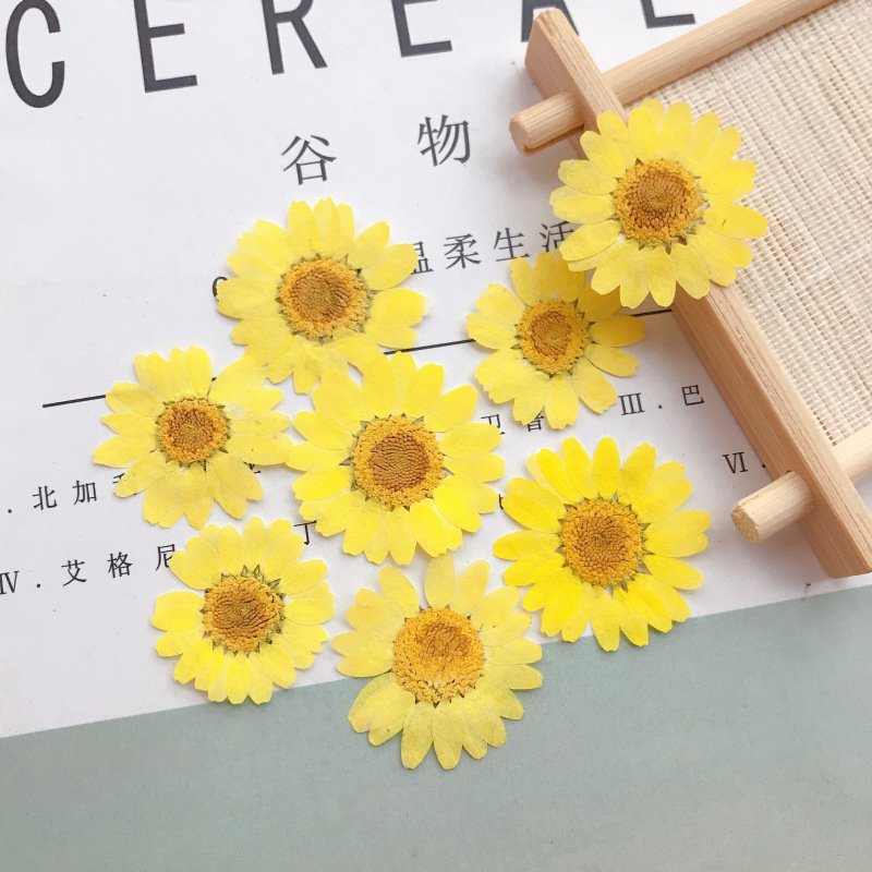 Customized Multi-color Pressed Daisy Dried Flower DIY Material Daisy Flower